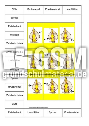 Bingo-Teile-der-Zwiebel-1A.pdf